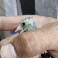 جوجه سهره ۴ماهه نر