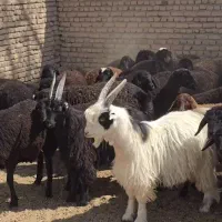 بره نروماده