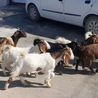 نه راس بزغاله ماده دانه 3/900 ،