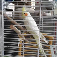 عروس هلندی با قفس