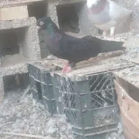 نوچه صرب و زاغ آبادانی