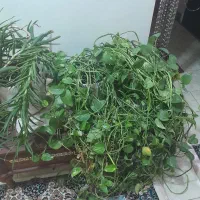 گل طبیعی دیفن باخیا وپیتوس|گل و گیاه طبیعی|تهران, بوستان ولایت|دیوار