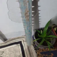 فروش پوزه اره ماهی