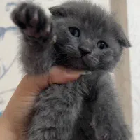 اسکاتیش های خاص و دوست داشتی|گربه|شیراز, غدیر جنوبی|دیوار