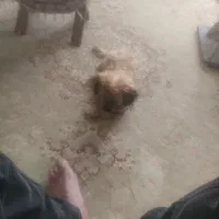 پودل کراس امشب ۳۵۰۰|سگ|پرند, فاز ۶|دیوار