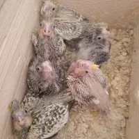 جوجه سرلاکی عروس هلندی