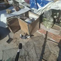 کبوتر شازده