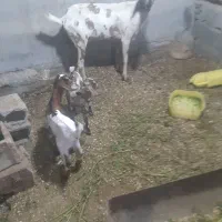 یک عددبزسومال