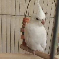 عروس هلندی آلبینو و ایزابلا|پرنده|مشگین شهر, |دیوار