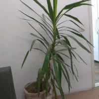 بونسای یوکا سلامت و شاداب ۱.۵ متری