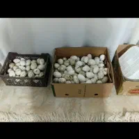 تخم نطفه دار غاز و اردک