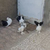 چتری  سینه دمسیاه|پرنده|ساوه, |دیوار