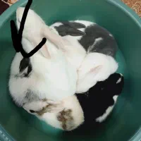 خرگوش نازو خونگی