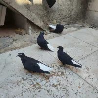 کبوتر رنگی