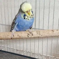 مرغ عشق انگلیسی|پرنده|تهران, مشیریه|دیوار