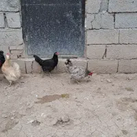 فروش مرغ و خروس