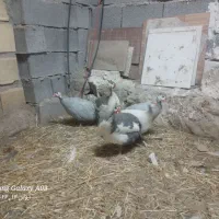 مرغ شاخدار