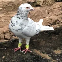 کبوتر کفتر. قره سرور هفترنگ