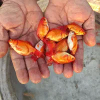 عرضه انواع بچه ماهی