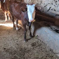 گوساله ماده سیمتال