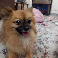 یک سگ پامر با ادب و حرف گوش کن|سگ|تهران, نیروی هوایی (پیروزی)|دیوار