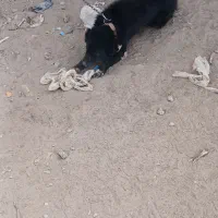 سگ گله|سگ|ماهان, |دیوار