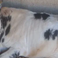 یک راس گاو جوان به فروش می رسد