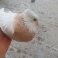 طوقی زرد کارتونی کفتر کبوتر