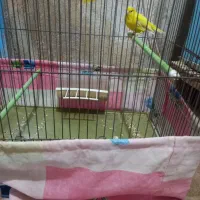 پرنده قناری نر|پرنده|مهریز, |دیوار