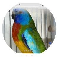 فروش جفت جوان طوطی نیوفما|پرنده|آمل, |دیوار