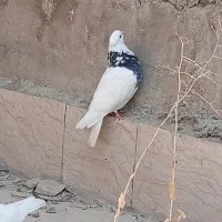 کبوتر طوقی