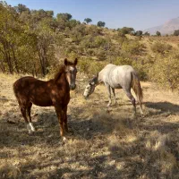 مادیان و کره اسب|اسب و تجهیزات اسب‌سواری|کوهدشت, |دیوار