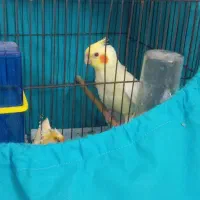 عروس هلندی لوتینوماده