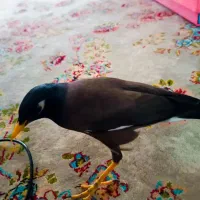 مرغ مینا|پرنده|بیستون, |دیوار