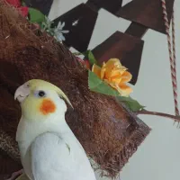 عروس هلندی