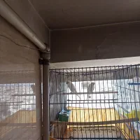 مرغ عشق سفید