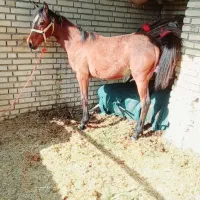 کره مادیون ۸ماه