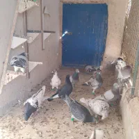 کفتر هوایی ۴۸ تا ۵۰ تا|پرنده|گلبهار, شهر جدید گلبهار|دیوار