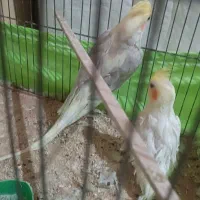 جفت عروس هلندی|پرنده|سمنان, |دیوار