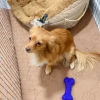 اشپیتز روباهی نر|سگ|امیدیه, |دیوار