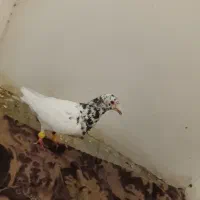 کفتر