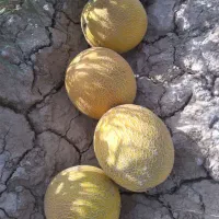 خربزه ملون
