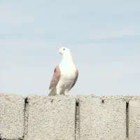 رنگی|پرنده|گتوند, |دیوار