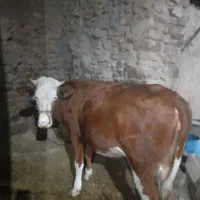 گوساله نرو ماده|حیوانات مزرعه|دهگلان, |دیوار