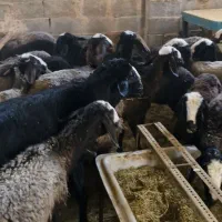 فروش گوسفند شال