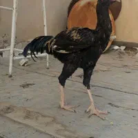 خروس لاری افغان 5ماهه دنگ بالا