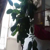 یک عدد گلدون فیلکوس بزرگ با نازلترین قیمت