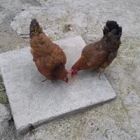 مرغ تخم گذار