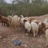 بره نر وماده