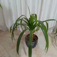 گل پاندانوس خیلی بزرگ و غول پیکر|گل و گیاه طبیعی|نیشابور, امام|دیوار